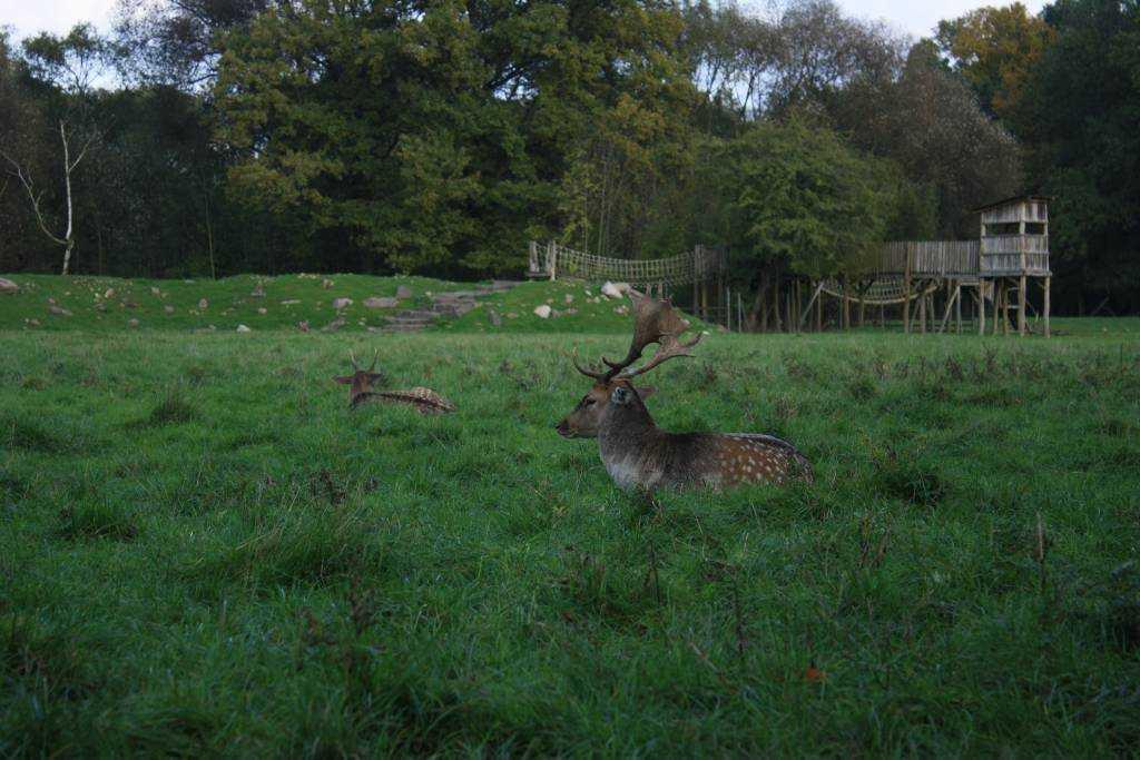 Wildpark Osterzgebirge